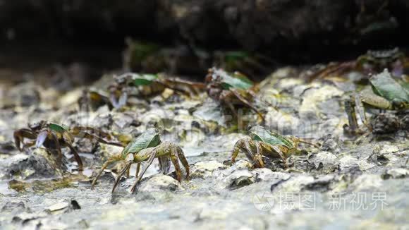 海滩岩石上的螃蟹视频