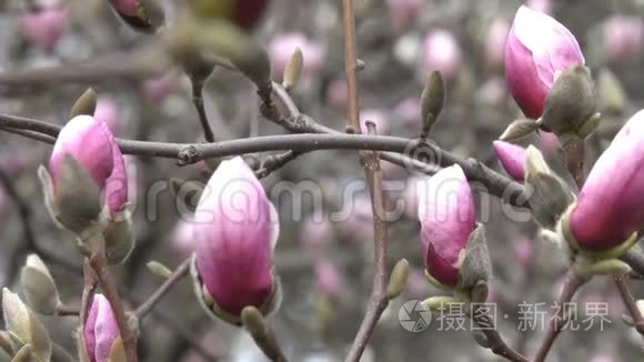 粉红色的木兰花开得很漂亮视频
