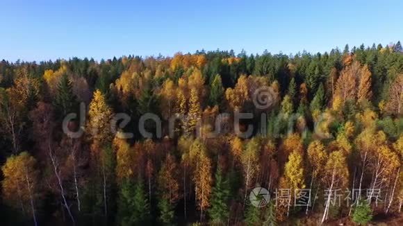 瑞典的森林视频