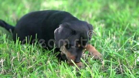 可爱的小狗在草地上玩耍视频
