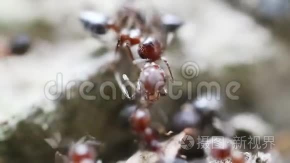 自然界的蚂蚁。