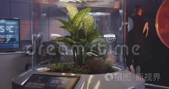 从事植物培养的男性科学家视频