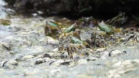 海滩岩石上的螃蟹视频