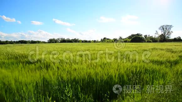 麦田和大风期间视频