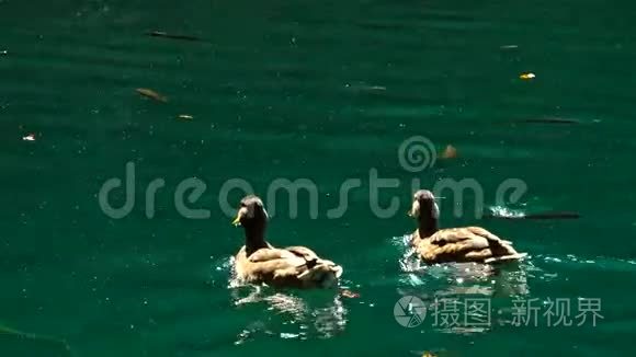 克罗地亚普利特维兹湖上的鸭子视频