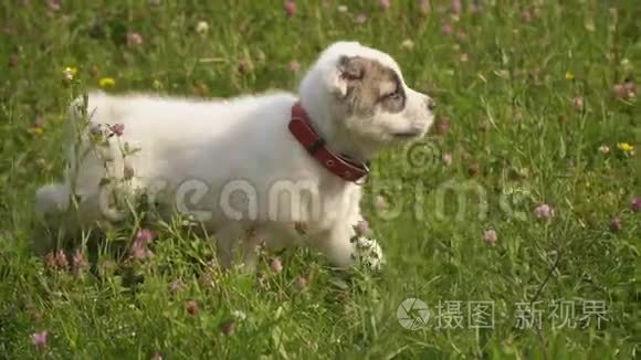 阿拉拜品种的小狗视频