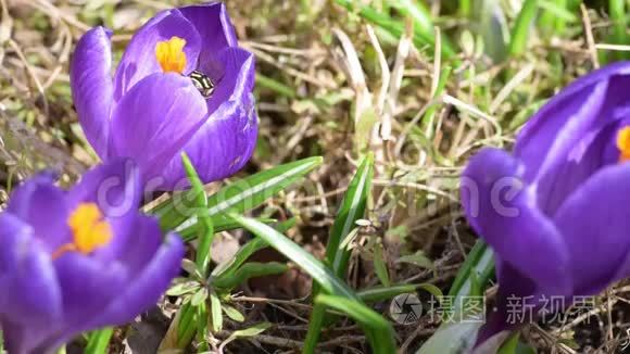 蜜蜂采花蜜视频