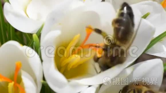 蜜蜂采花蜜视频