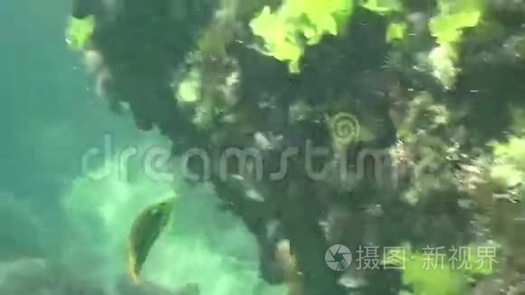 海底热带海洋主题与鱼和蓝水