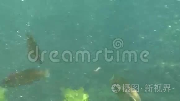 海底热带海洋主题与鱼和蓝水视频