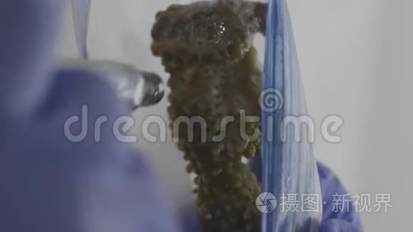 珊瑚礁研究视频