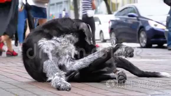 流浪狗躺在城市街道上，背景是过往的汽车和人们