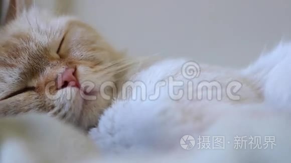 一只漂亮的猫睡觉视频