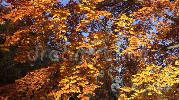 公园树上金色树叶的风景