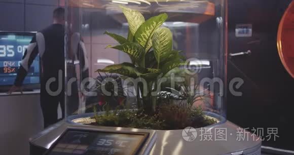 从事植物培养的男性科学家视频