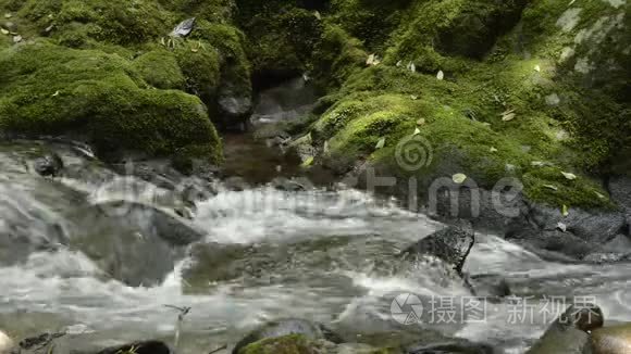 在苔藓岩石旁边的小溪