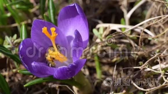 蜜蜂采花蜜视频