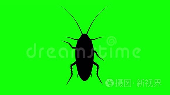 固定蟑螂在绿色屏幕，CG动画剪影，循环