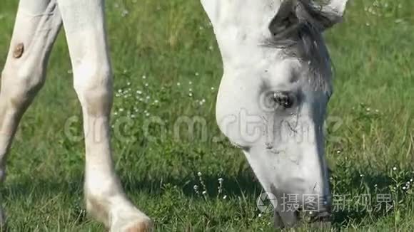 在阳光明媚的日子里，一匹白马在草坪上缓慢地放牧着青草