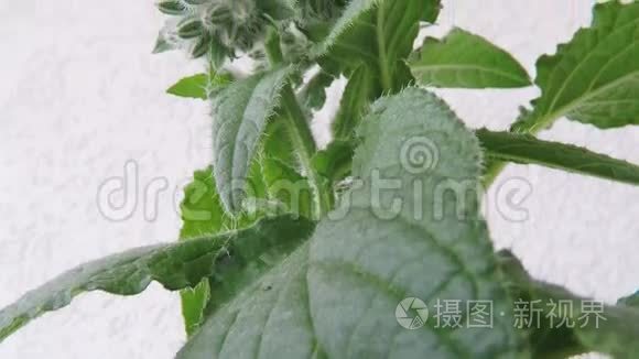 香料和药用植物的琉璃苣视频