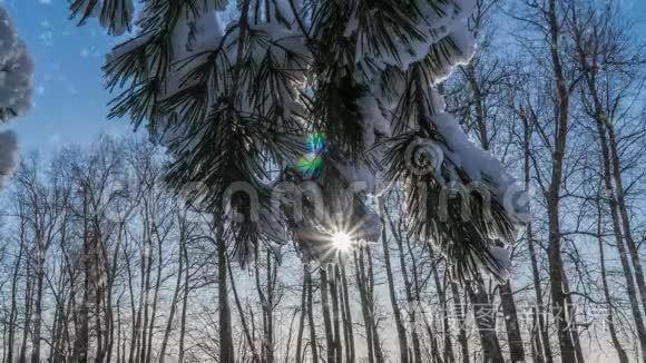 冬雪林中的软雪，傍晚的冬景，雪中的云杉枝