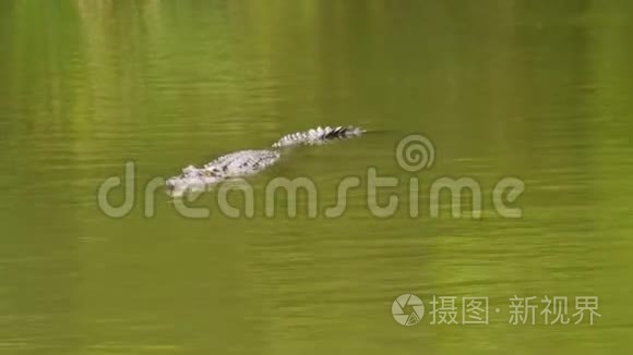 一只鳄鱼在水里视频