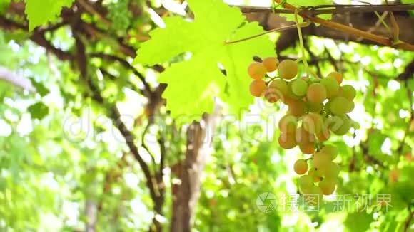 葡萄在树枝上收获果实视频