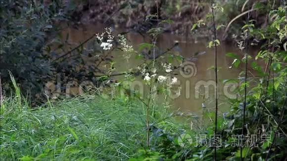 天然河流植物景观视频