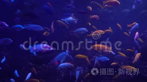 明亮的鱼在水族馆里游泳视频