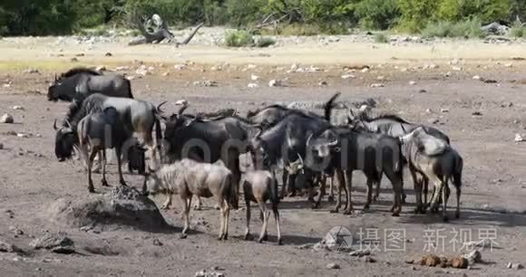 纳米比亚非洲野生动物狩猎协会视频