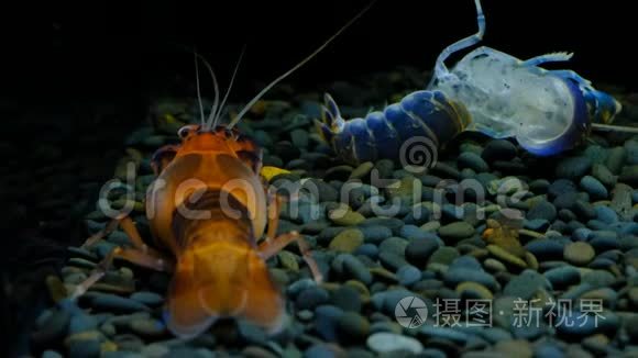 水族馆里的小龙虾