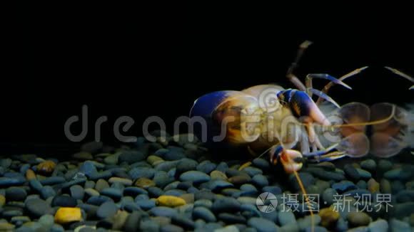 水族馆里的小龙虾视频