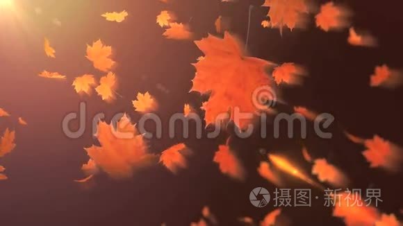 飘落的枫叶视频