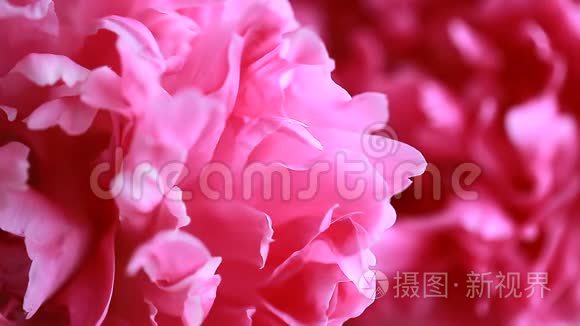 视频粉红色牡丹花瓣的花蕾视频