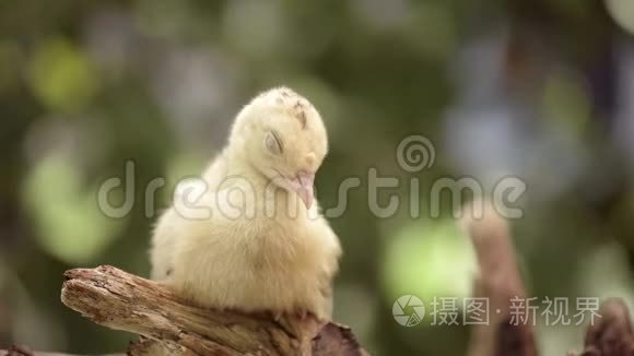 生鸡火鸡视频