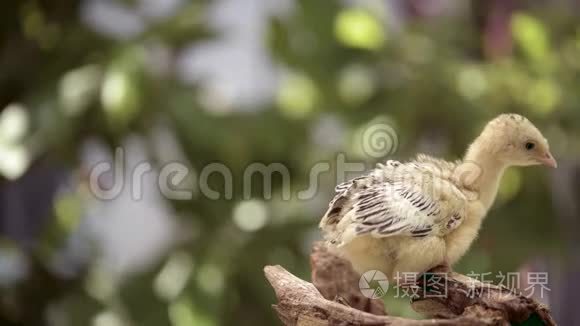 生鸡火鸡视频