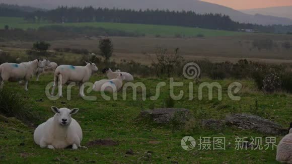 威尔士风景中日落时的绵羊视频