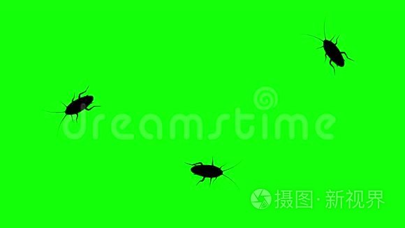 绿色屏幕上的三只蟑螂，CG动画剪影，无缝循环