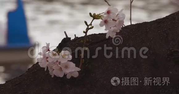 公园樱花白天多云特写