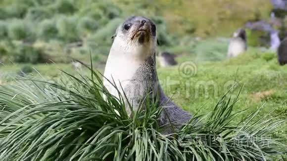 南极毛皮海豹幼犬在草地上特写视频