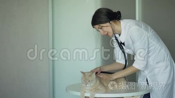 兽医室用听诊器检查猫视频