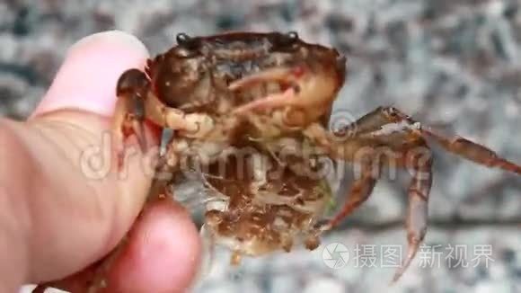 妈妈的螃蟹和水里的小螃蟹视频
