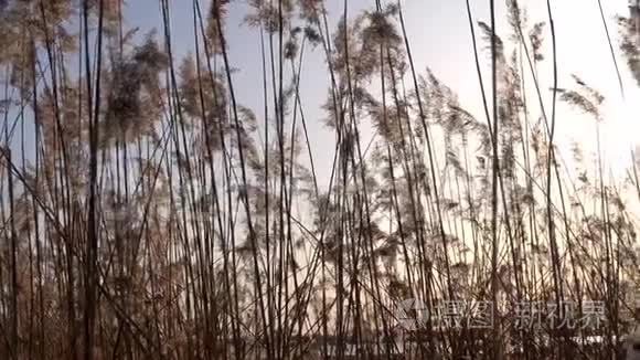 湖上芦苇的美丽景色视频