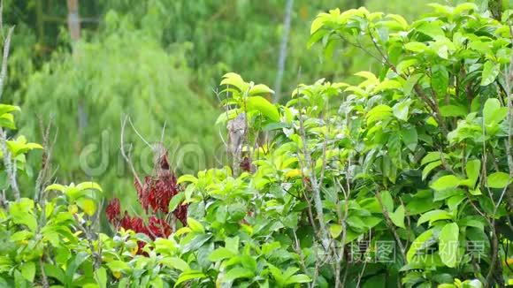 斑马鸟栖息在树枝上视频