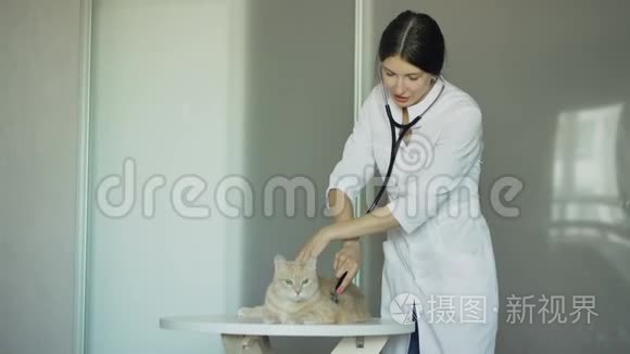 兽医室用听诊器检查猫