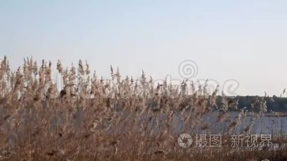 湖上芦苇的美丽景色