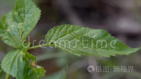 在草地上昆虫蚱蜢视频