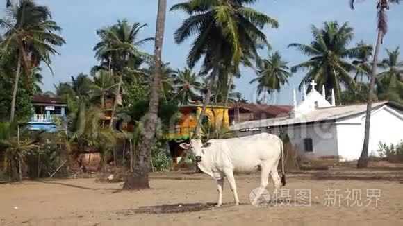 印度的牛视频