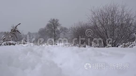 冬天茂密的松林覆盖着大雪视频