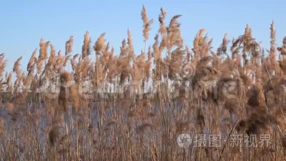 湖上芦苇的美丽景色